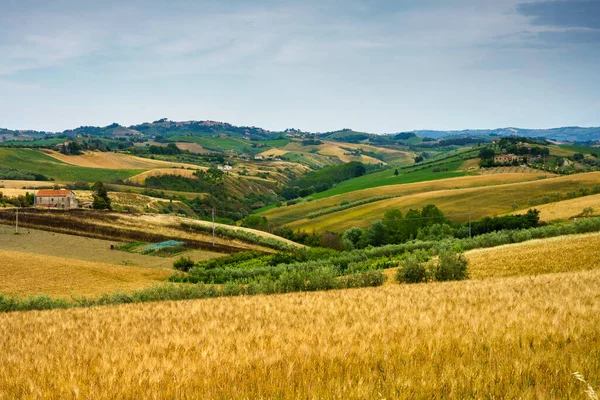 Αγροτικό Τοπίο Κοντά Στην Offida Στην Επαρχία Ascoli Piceno Marche — Φωτογραφία Αρχείου