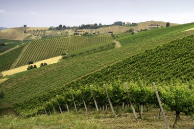 Ripatransone yakınlarındaki kırsal alan, Ascoli Piceno ili, Marche, İtalya, ilkbahar zamanı