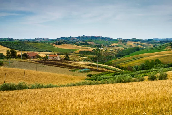 Ländliche Landschaft Der Nähe Von Offida Der Provinz Ascoli Piceno — Stockfoto