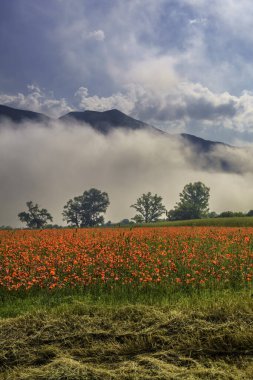 İlkbaharda Norcia 'dan Cittareale, Perugia, Umbria, İtalya' ya kadar kırsal alan boyunca uzanır. Kırmızı gelincikler