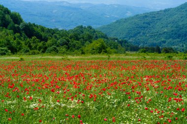 İlkbaharda Norcia 'dan Cittareale, Rieti, Lazio, İtalya' ya kadar kırsal alan boyunca uzanır. Kırmızı köpek yavruları