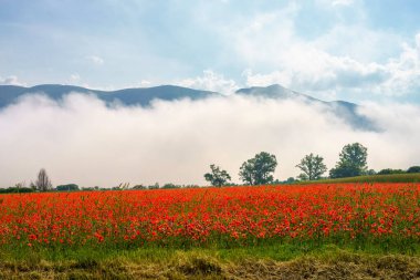 İlkbaharda Norcia 'dan Cittareale, Perugia, Umbria, İtalya' ya kadar kırsal alan boyunca uzanır. Kırmızı gelincikler