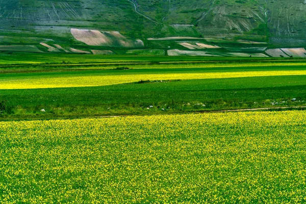 Piano Grande Castelluccio Norcia Province Pérouse Ombrie Italie Paysage Montagneux — Photo