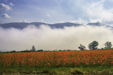 İlkbaharda Norcia 'dan Cittareale, Perugia, Umbria, İtalya' ya kadar kırsal alan boyunca uzanır. Kırmızı gelincikler