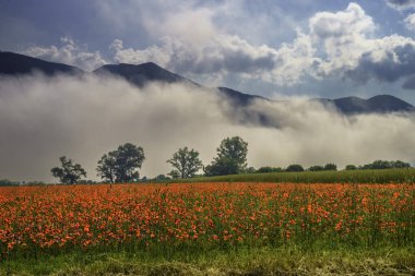 İlkbaharda Norcia 'dan Cittareale, Perugia, Umbria, İtalya' ya kadar kırsal alan boyunca uzanır. Kırmızı gelincikler