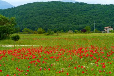 Baharda Norcia 'dan Forca Canapine, Perugia, Umbria, İtalya' ya giden yol boyunca manzara