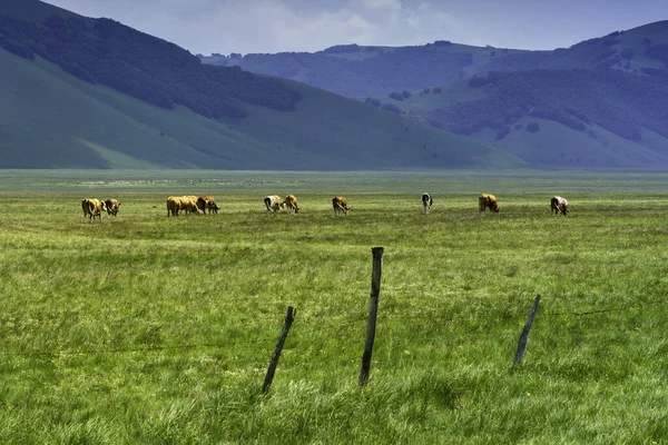 Fortepian Grande Castelluccio Norcia Prowincja Perugia Umbria Włochy Krajobraz Górski — Zdjęcie stockowe