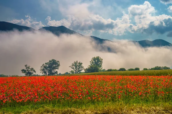 İlkbaharda Norcia 'dan Cittareale, Perugia, Umbria, İtalya' ya kadar kırsal alan boyunca uzanır. Kırmızı gelincikler