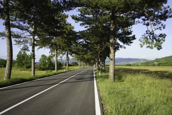 Road Castel Sangro Aquila Province Abruzzo Italy Rows Trees — Stock Photo, Image