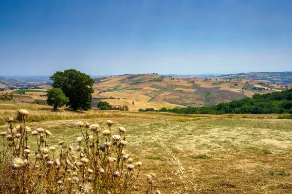 テルモリへの道に沿ってカンポバッソ州 モリーゼ イタリアの風景 — ストック写真