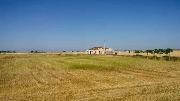 Paisagem Rural Perto Siponto Província Foggia Apúlia Itália Junho — Fotografia de Stock