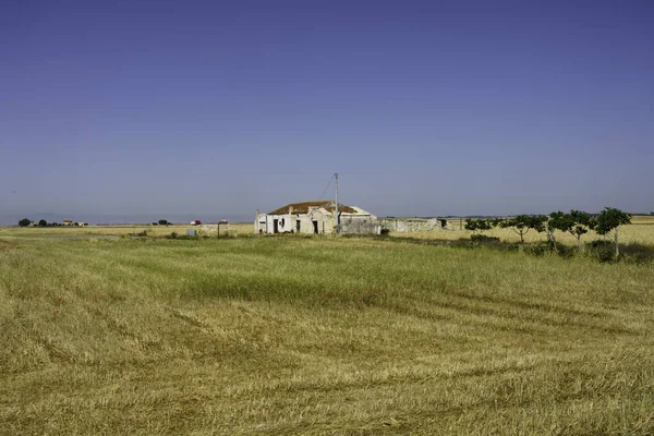 Krajobraz Wiejski Pobliżu Siponto Prowincji Foggia Apulia Włochy Czerwcu — Zdjęcie stockowe