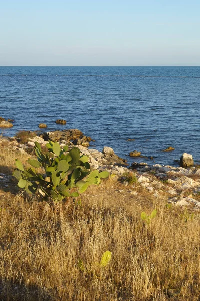 Wybrzeże Manfredonii Prowincja Foggia Apulia Włochy — Zdjęcie stockowe