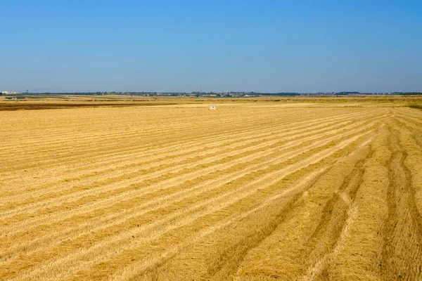 Paesaggio Rurale Vicino Siponto Provincia Foggia Puglia Italia Giugno — Foto Stock