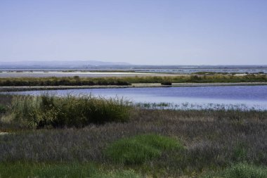 Haziran 'da İtalya' nın Apulia bölgesindeki Barletta Andria Trani eyaletindeki Margherita di Savoia 'daki tuzlu daireler