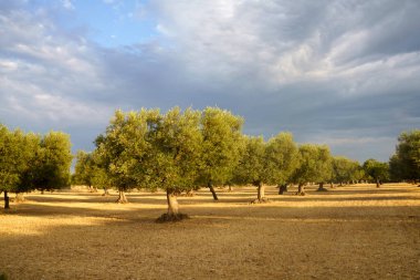 Haziran 'da Bitonto ve Conversano, Bari ili, Apulia, İtalya arasındaki kır manzarası