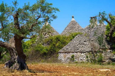 Haziran ayında Alberobello ve Locorotondo, Bari, Apulia, İtalya arasında bir kır manzarası. Yaşlı zeytin ağaçları ve trulli