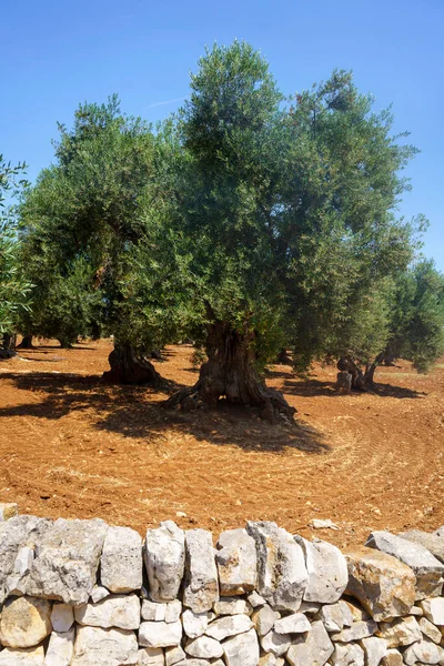 6月意大利Apulia巴里省Polignano Mare和Alberobello之间的乡村景观 老橄榄树 — 图库照片