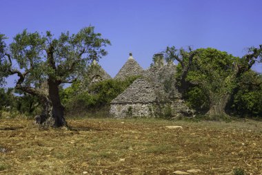 Haziran ayında Alberobello ve Locorotondo, Bari, Apulia, İtalya arasında bir kır manzarası. Yaşlı zeytin ağaçları ve trulli