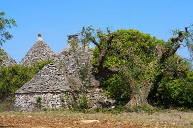 Haziran ayında Alberobello ve Locorotondo, Bari, Apulia, İtalya arasında bir kır manzarası. Yaşlı zeytin ağaçları ve trulli