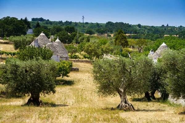 6月意大利Apulia巴里省Polignano Mare和Alberobello之间的乡村景观 老橄榄树和郁金香 — 图库照片