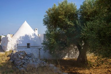 Haziran ayında İtalya 'nın başkenti Apulia' da yer alan CIsternino ile Ostuni Brindisi arasındaki kır manzarası. Zeytin ağaçları ve trulli
