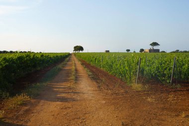 Haziran ayında Ostuni ile Brindisi, Apulia, İtalya arasındaki kır manzarası. Zeytin ağaçları