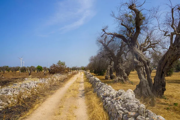 Paisagem Rural Junho Perto Lecce Apúlia Itália Azeitonas — Fotografia de Stock