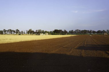 Haziran ayında Ostuni ile Brindisi, Apulia, İtalya arasındaki kır manzarası.