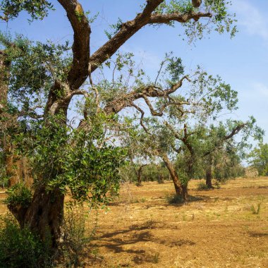 Haziran 'da Brindisi ve Mesagne, Apulia, İtalya arasındaki kır manzarası. Zeytin ağaçları
