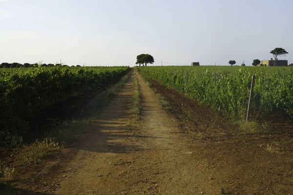 Krajobraz Kraju Czerwcu Między Ostuni Brindisi Apulia Włochy Drzewa Oliwne — Zdjęcie stockowe