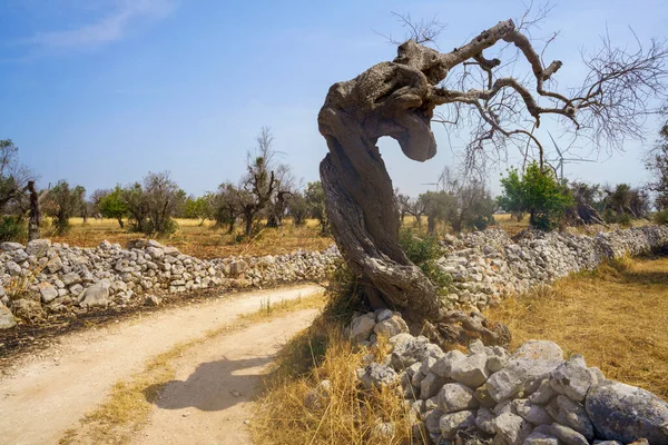 Paisagem Rural Junho Perto Lecce Apúlia Itália Azeitonas — Fotografia de Stock