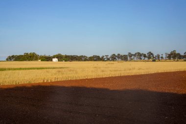 Haziran ayında Ostuni ile Brindisi, Apulia, İtalya arasındaki kır manzarası. Zeytin ağaçları
