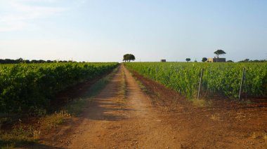 Haziran ayında Ostuni ile Brindisi, Apulia, İtalya arasındaki kır manzarası. Zeytin ağaçları