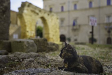 Brindisi, Apulia, İtalya 'da bir kedinin portresi, arkasında Roma harabeleri var.
