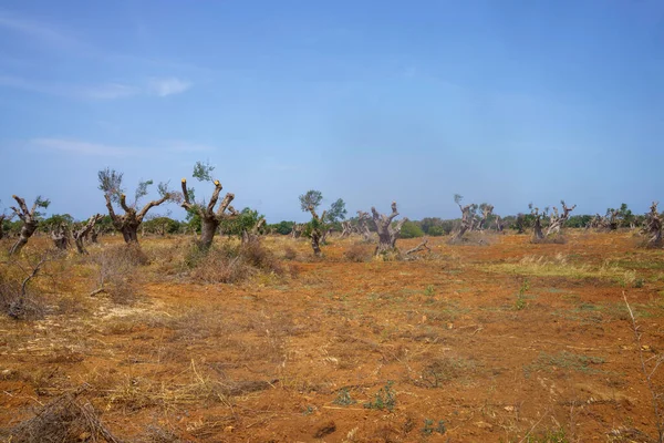 Paisagem Rural Junho Perto Lecce Apúlia Itália Azeitonas — Fotografia de Stock