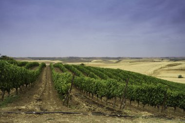 Puglia 'daki Gravina' dan İtalya 'daki Melfi, Potenza eyaletine kadar Basilicata' daki kır manzarası
