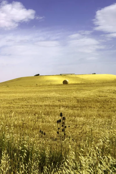 Αγροτικό Τοπίο Κατά Μήκος Του Δρόμου Από Matera Προς Gravina — Φωτογραφία Αρχείου