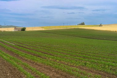 Puglia 'daki Gravina' dan İtalya 'daki Melfi, Potenza eyaletine kadar Basilicata' daki kır manzarası