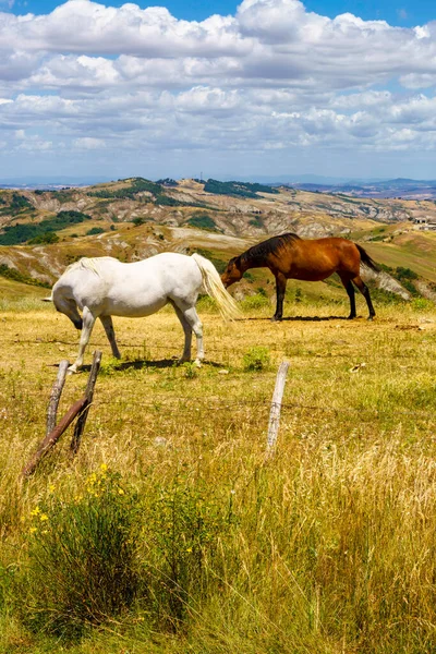 Yazın Talya Nın Toskana Eyaletindeki Siena Eyaletinin Radicofani Kenti Yakınlarındaki — Stok fotoğraf