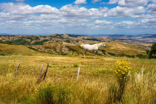 夏季意大利托斯卡纳省Radicofani附近的Cassia公路沿线的农村景观 牧场上的马 — 图库照片