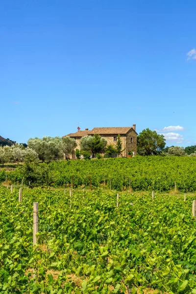 Krajobraz Wiejski Pobliżu Montalcino Prowincja Siena Toskania Włochy Lecie Winnice — Zdjęcie stockowe