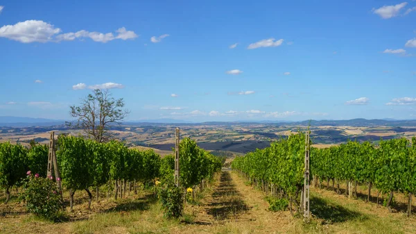Landelijk Landschap Buurt Van Montalcino Provincie Siena Toscane Italië Zomer — Stockfoto