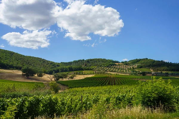 夏季意大利托斯卡纳锡耶纳省蒙塔尔奇诺附近的农村景观 葡萄园地 — 图库照片