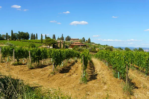 Venkovská Krajina Blízkosti Montalcino Provincie Siena Toskánsko Itálie Létě Vinice — Stock fotografie