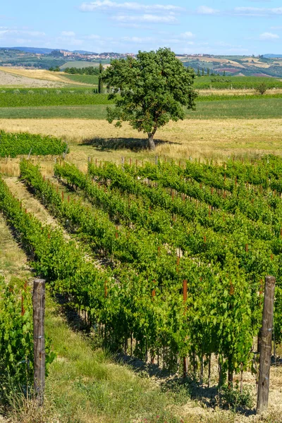 Landsbygdslandskap Nära Montalcino Sienaprovinsen Toscana Italien Sommaren — Stockfoto