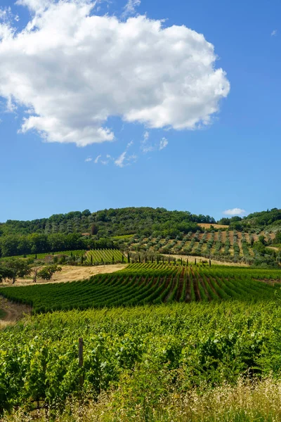 Paisagem Rural Perto Montalcino Província Siena Toscana Itália Verão Vinhas — Fotografia de Stock