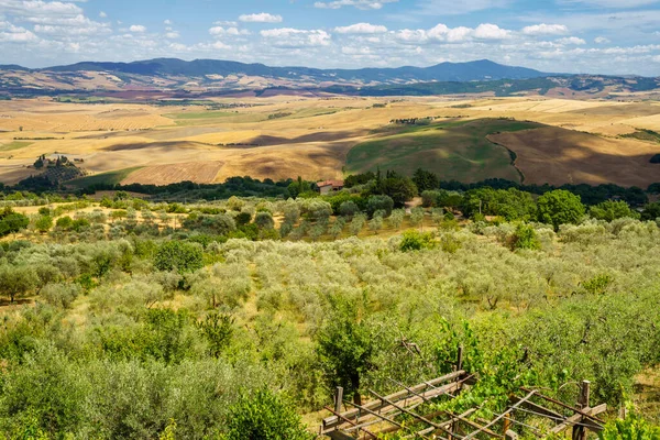 Rural Landscape Castiglione Siena Province Tuscany Italy Summer — Stock Photo, Image