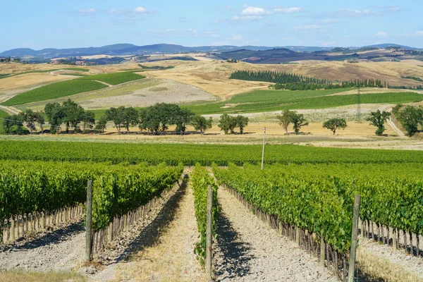 Paesaggio Rurale Vicino Montalcino Provincia Siena Toscana Italia Estate — Foto Stock