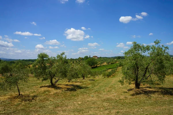 Krajobraz Wiejski Val Orcia Toskania Włochy Lecie — Zdjęcie stockowe